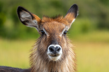 Close-up of a female Waterbuck in the Maasai Mara, Kenya.