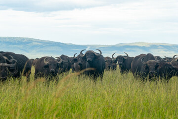 Obraz premium A herd of African Cape buffalo grazing the tall grasses of a Kenyan savannah in the Maasai Mara.