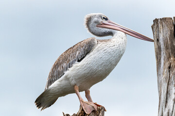 Large Great White Pelican perched on a dead tree at Lake Naivasha in Kenya.