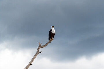 African fish eagle perched on a bare tree branch against a stormy sky at Lake Naivasha, Kenya.