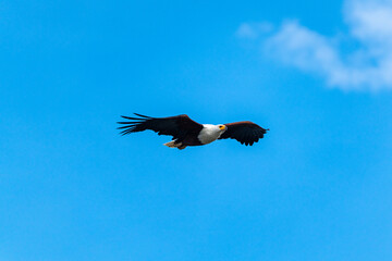 African fish eagle flying over Lake Naivasha, Kenya.