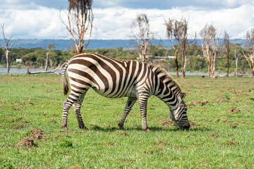 Zebras grazing grass along the banks of Lake Naivasha at Crescent Island Game Sanctuary, Kenya. 