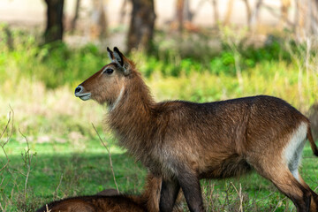 Close up of a Waterbuck along the shores of Lake Naivasha on Crescent Island. 