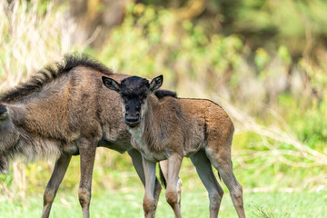 Baby Wildebeest standing next to its mother at Crescent Island Sanctuary, Kenya.