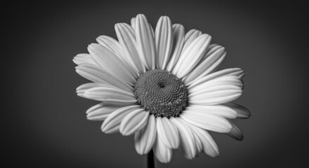 Black and white close-up of a daisy flower