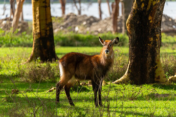 Close up of a Waterbuck along the shores of Lake Naivasha on Crescent Island. 