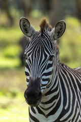 Naklejka premium Close-up portrait of a wild Zebra in its' natural habitat along Lake Naivasha, Kenya.