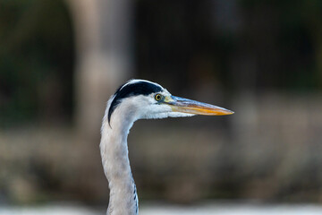 Close up portrait of a Grey heron along the shores of Lake Naivasha in Kenya.
