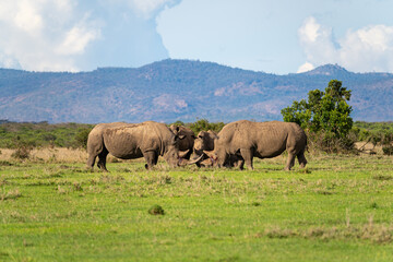 Obraz premium Two Male Southern White Rhinos aggressively Fighting while surrounded by other Rhinos. Ol Pejeta Conservancy, Kenya.