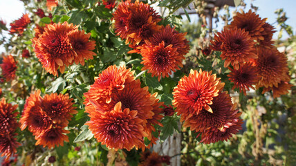 Yellow, pink, white and red flowers Chrysanthemum indicum or Indian Asteraceae family, in the...