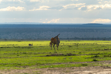 An eland looking around the vast grasslands of Ol Pejeta Conservancy, Kenya under a cloudy sky,...