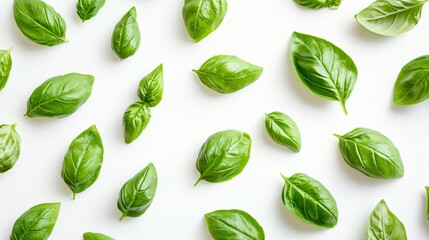 Obraz premium Fresh Basil Leaves on White Background