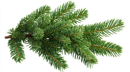 Pine trees and red berries