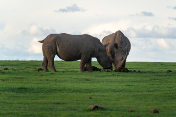 Obraz premium Two southern white rhinoceroses, Rhinos graze peacefully on the lush grassland of Ol Pejeta Conservancy in Kenya.