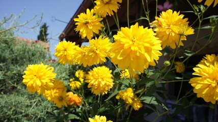 Yellow flowers of Rudbeckia laciniata hortensia or Cutleaf coneflower perennial wildflower native to North America, in the garden or landscape architecture design