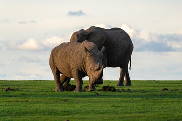 A rhinoceros and an elephant side by side on the grasslands at dusk. Ol Pejeta Conservancy, Kenya.