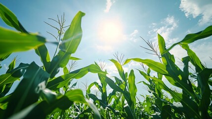 Fototapeta premium Vibrant green maize corn in farm field