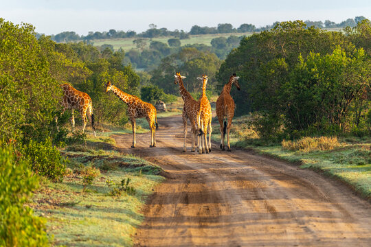 Group of Giraffes walking down a dirt road during sunrise at Ol Pejeta Conservancy, Kenya.