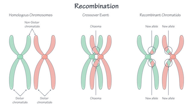 Chromosomal recombination educational illustration graphic