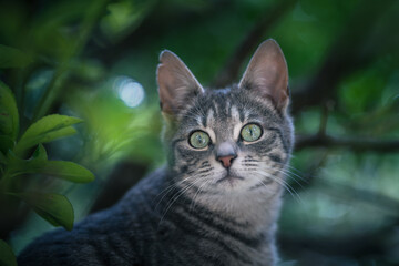 Portrait of a cat with green eyes looking up on a background of green leaves
