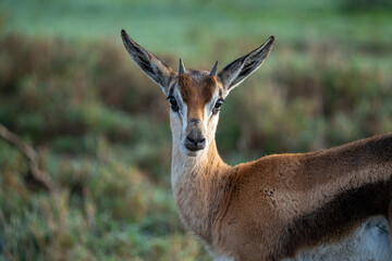 Close-up of a wild Thomson's gazelle looking directly at the camera in Kenya.