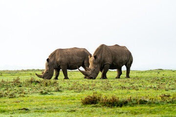Fototapeta premium Southern White Rhinos walking and grazing on grass, Ol Pejeta Conservancy, Kenya. 