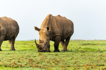 Obraz premium Southern White Rhinos walking and grazing on grass, Ol Pejeta Conservancy, Kenya. 