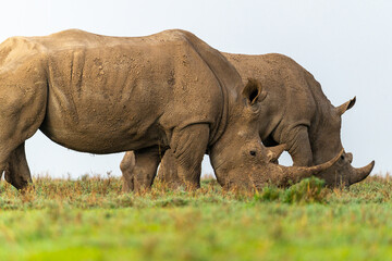 Obraz premium Southern White Rhinos walking and grazing on grass, Ol Pejeta Conservancy, Kenya. 