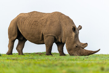 Obraz premium Southern White Rhino walking and grazing on grass, Ol Pejeta Conservancy, Kenya. 