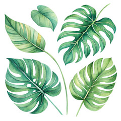 Fototapeta premium Watercolor Tropical Leaves Composition Five Green Monstera and Philodendron Leaves Isolated on Transparent Background, Illustration, Botany, tropical leaves, monstera, philodendron