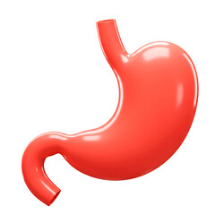 3D Human Stomach Model On Transparent Background
