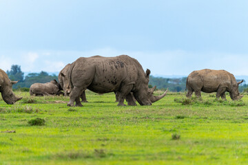 Fototapeta premium A herd of rhinoceroses grazing together on vibrant green grass under a cloudy sky. Ol Pejeta Conservancy, Kenya.