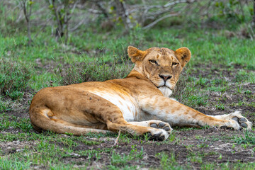 A female lioness lying on the grass, looking directly at the camera at Ol Pejeta Conservancy, Kenya.