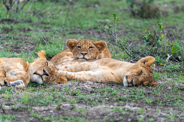 A young lion cub lies among a sleeping pride of lions in the grasslands of Ol Pejeta Conservancy, Kenya