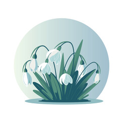 Snowdrops in early spring. Vector illustration of white flowers with green leaves