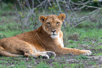 A female lioness lying on the grass, looking directly at the camera at Ol Pejeta Conservancy, Kenya.