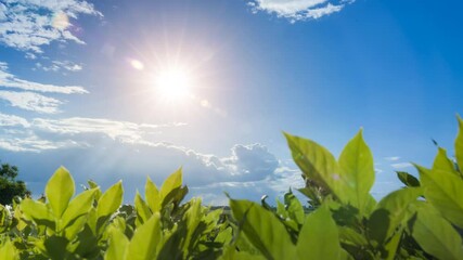 A radiant sun shines brightly over lush green leaves, illuminating the clear blue sky with warmth and energy. The vibrant scenery evokes a sense of freshness, renewal, and peaceful harmony