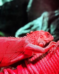 Vivid red iguana perched on a rope in a lush terrarium, showcasing detailed scales and a striking color. Ideal for wildlife, exotic pets, or nature themes. 