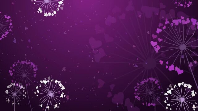 Loop animation pattern of dandelion seed and flowers with hearts on purple background. Greeting card for Valentine s Day, Wedding, Mother s day.