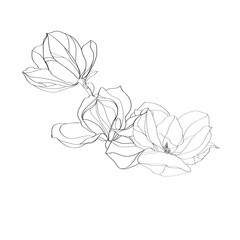 black and white line illustration of magnolia flower on a white background