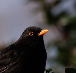 blackbird on a branch