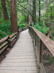 Fototapeta premium wooden bridge in the forest