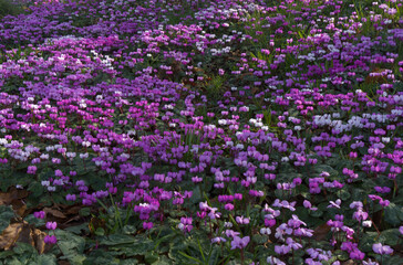 Pink, purple and white cyclamen in dappled light.