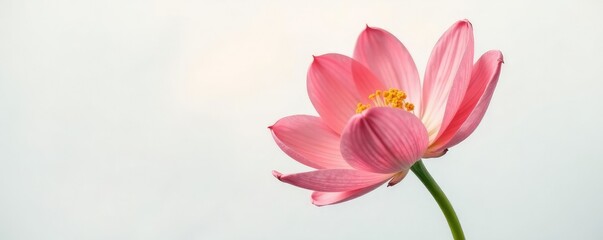 Fototapeta premium Large isolated flower in a pure white environment, bloom, nature