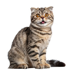 Obraz premium Scottish Fold Cat Sitting, Isolated on Transparent Background, Cute Pet, Animal Portrait, Scottish Fold, Pet, Cat