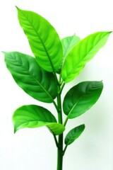Large isolated plant with lush green leaves against white background, leafy, plant