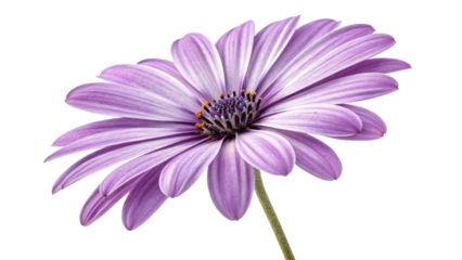 Purple Osteospermum Daisy Flower, Single Bloom, Isolated on Transparent Background, High-Resolution Image, Osteospermum, Daisy, Flower