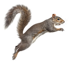 Jumping Grey Squirrel Full Body, Isolated on Transparent Background, Wildlife Photography, Rodent, Squirrel, Animal, Mammal
