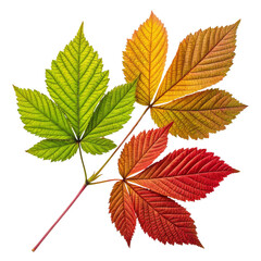 Autumn Leaves Composition Three Colorful Leaves Isolated on Transparent Background, Fall Foliage, Nature Photography, Autumn, Leaves, Plant