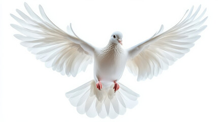 Fototapeta premium White Dove isolated